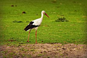 stork grass bird feathers