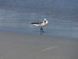 great bird by the water