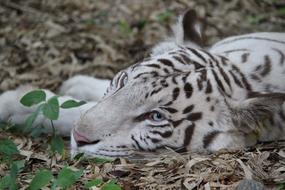 white tiger in spots look