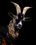 black goat with horns