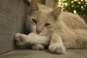 cat bites leg cute