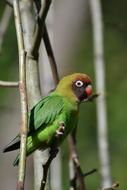 green parrot in the branches