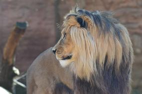 giant lion at the zoo