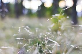 macro view of Nature Grass