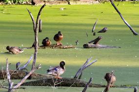 birds flock grassy view