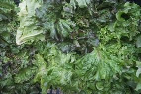 healthy lettuce leaves are delicious