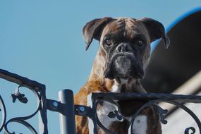 funny dog on the fence