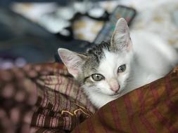 little kitten in a blanket