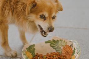 red dog eats food