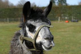 black alpaca in green grass