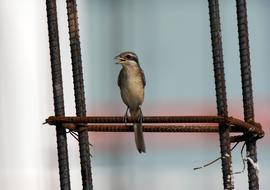 little bird in the closet