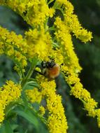 yellow flower with a bee