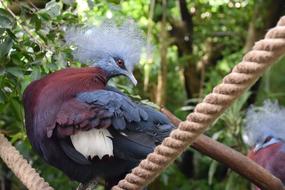 unusual birds at the zoo