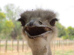 furry ostrich face