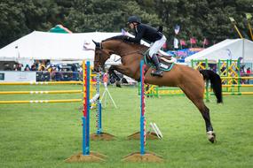brown horse contest