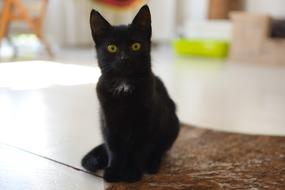 beautiful sweet cat