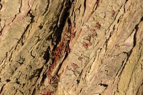 tree background view