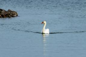 a white swan is swimming in the lake