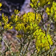 plants yellow flower garden