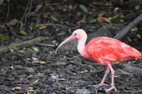 pink bird is a beautiful sight