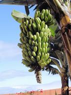 ripe delicious bananas