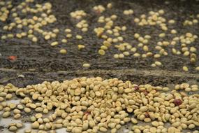 raw grains scattered on the ground