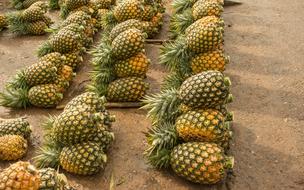 Sweet ripe pineapples harvest