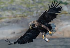 black eagle at sea