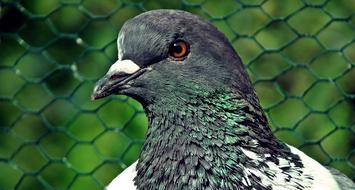 green fence pigeon