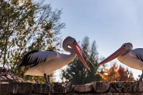 the pelicans are a couple of cute