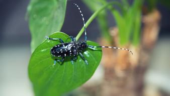 black beetle on green leaves