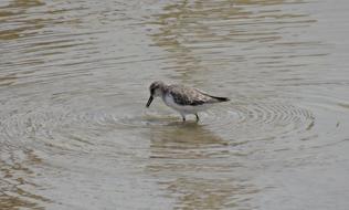 the bird on the water is cute