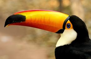 yellow bird with a big yellow beak