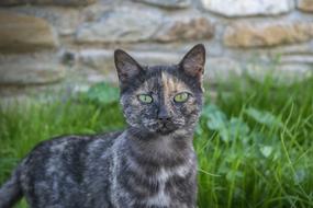 cat in the garden playing