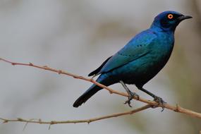 a shiny black bird on a branch