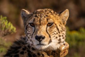 a leopard with brown eyes in the trees