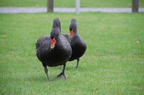 black ducks in green grass