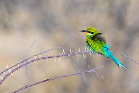 green little bird on a bush