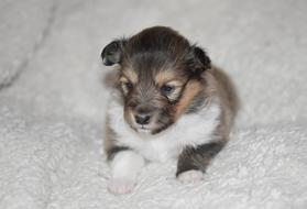 a fluffy puppy on a white blanket