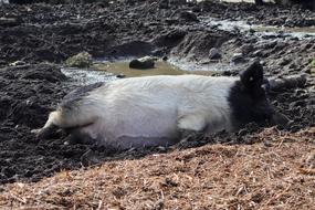 a piglet on the muddy ground