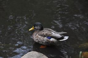 black feathered duck in the lake