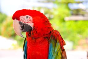 red parrot with colored wings