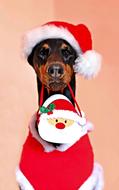 Doberman Christmas