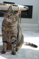a cute little house cat sitting