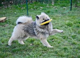 running dog with a yellow board