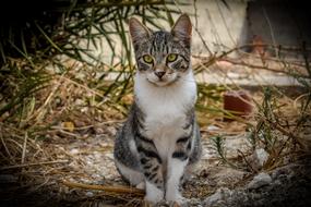 a cute cat with yellow eyes