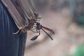 black mosquito