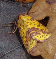 yellow butterfly with a brown pattern