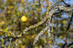 Autumn sweet pears on a tree