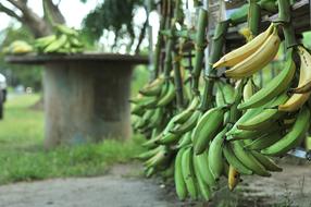 Green unripe tropical bananas